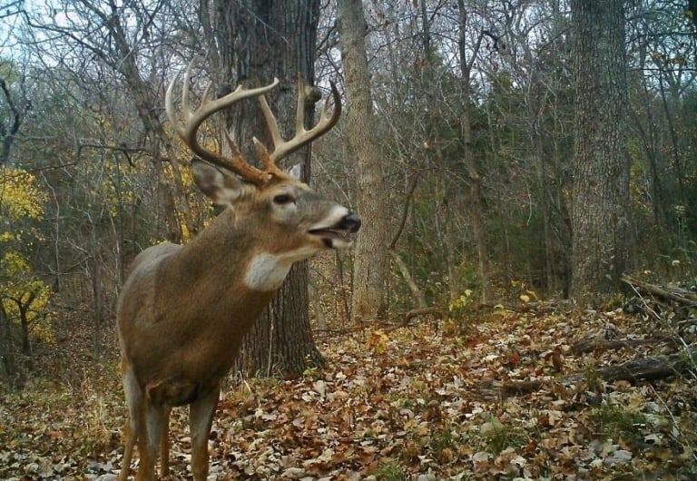 Details To Look For While Deer Hunting In The Wind June.2024
