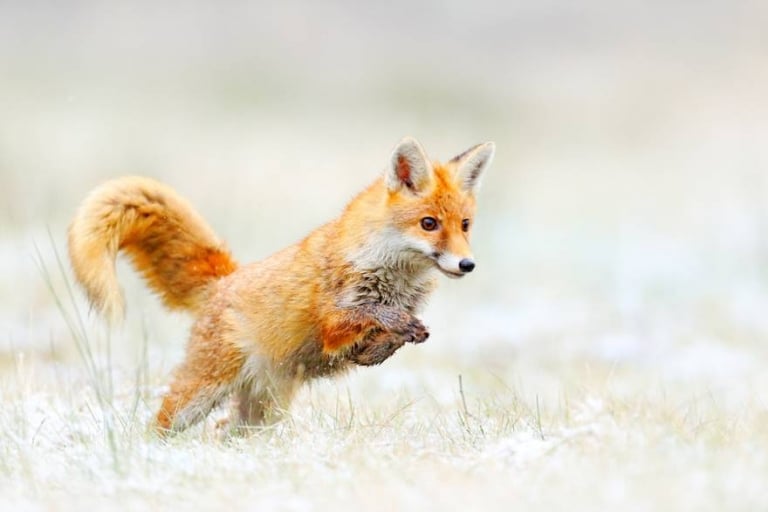 Wilderness Photography 101: How to Take Great Wildlife Photos - July.2022