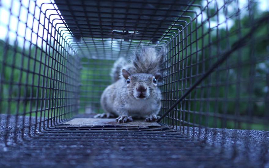 squirrel catapult trap video