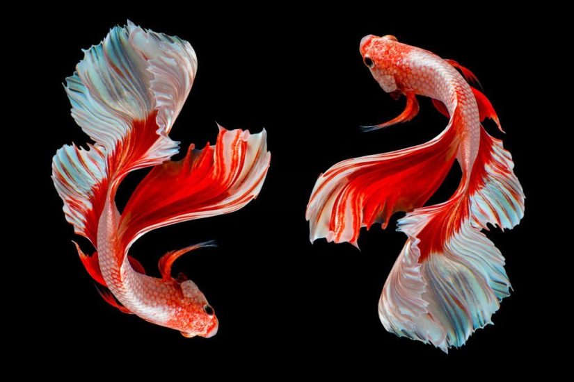 can-a-betta-fish-survive-a-tank-cycle-march-2026