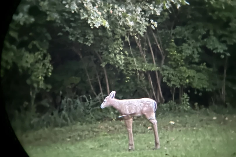 42light-810x540-1 The image of a #D deer through binoculars with a 42mm objective lens