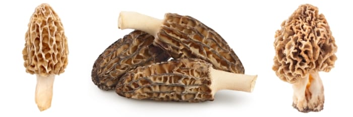6baf7f90-4759-4b21-9f61-2f8e2f3f619a-700x233-1 Types of Morel Mushrooms