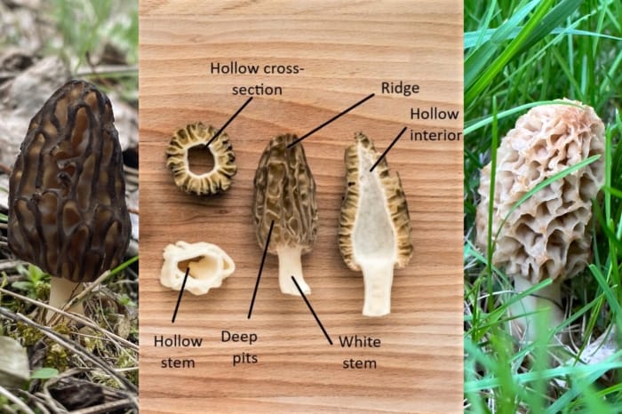 f47a0675-f885-4949-acd7-6e7783265621-700x466-1 Morel Mushroom Identification