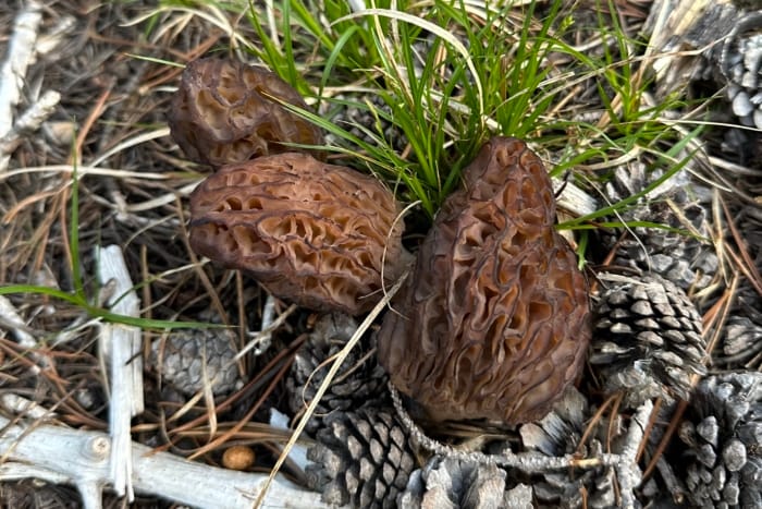 img_3078_original-700x467-1 Morel Mushrooms