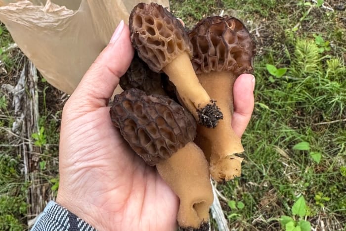 img_r_0018-2-700x467-1 Morels