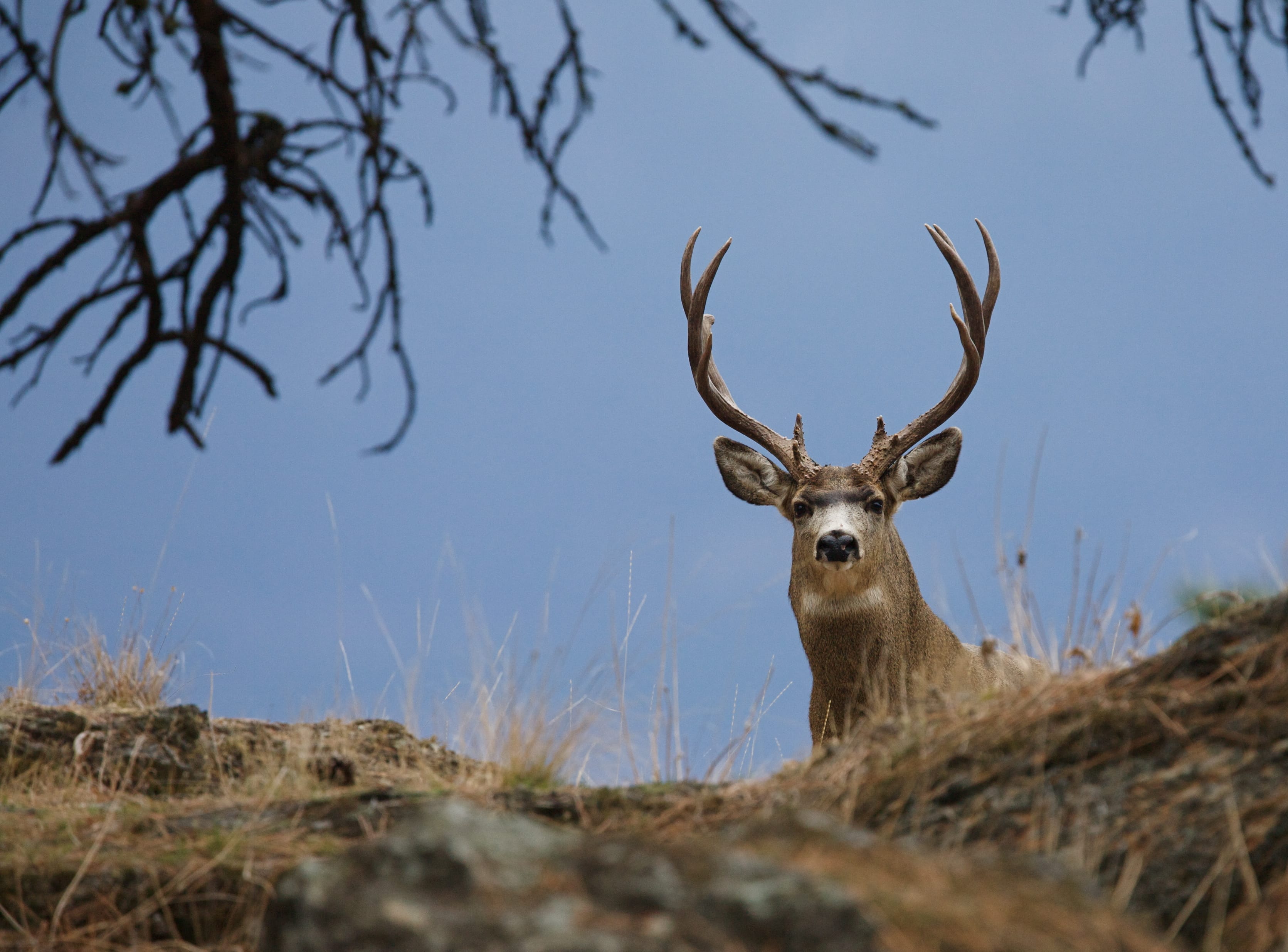 Mule Deer