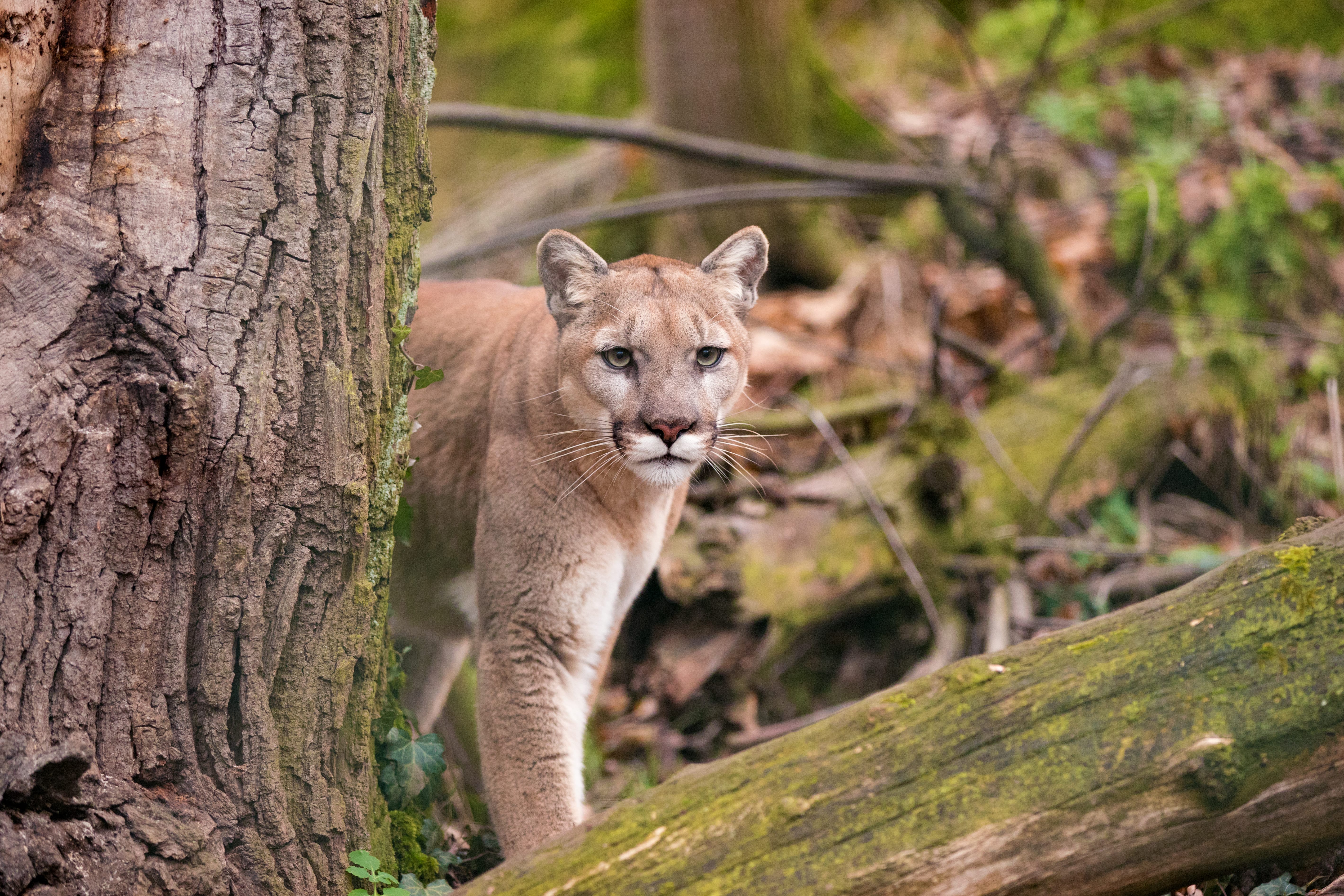 shutterstock_1382411420-1 Mountain Lion