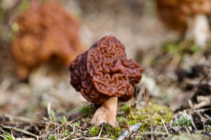 shutterstock_1733031017-700x467-1 Gyromitra esculenta