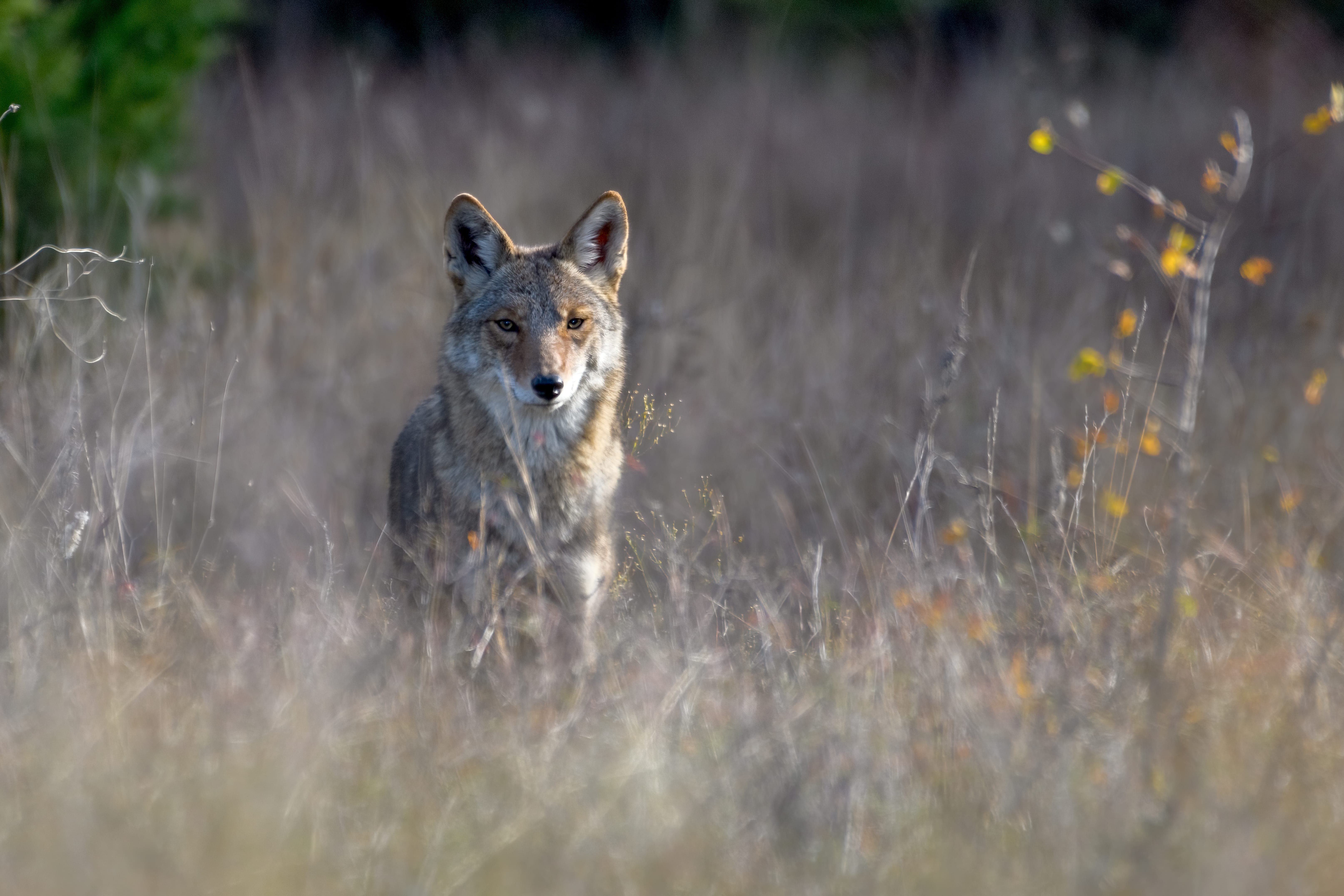 shutterstock_2081664583 Coyote