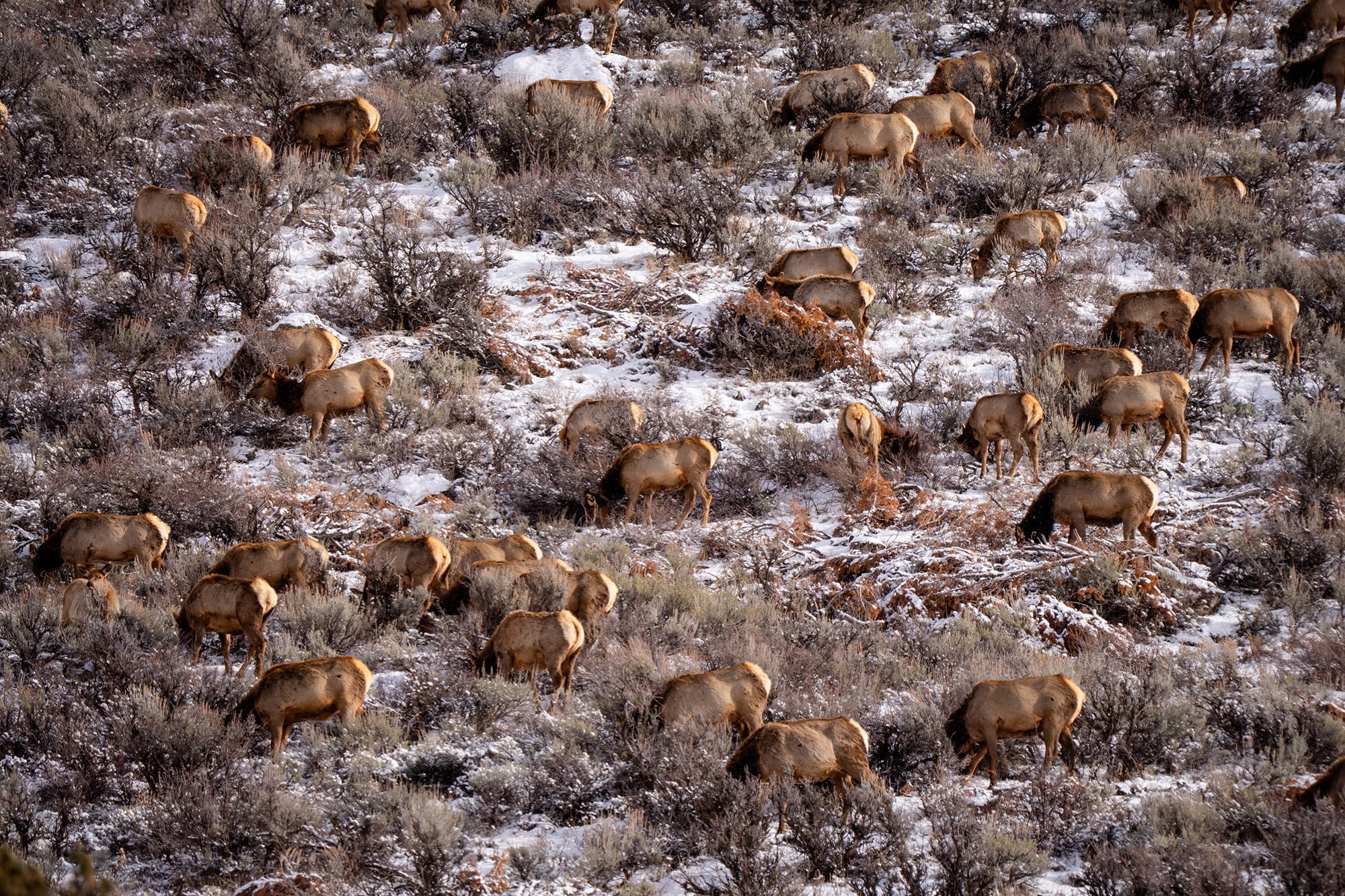 shutterstock_2591199989 Utah Elk Herd
