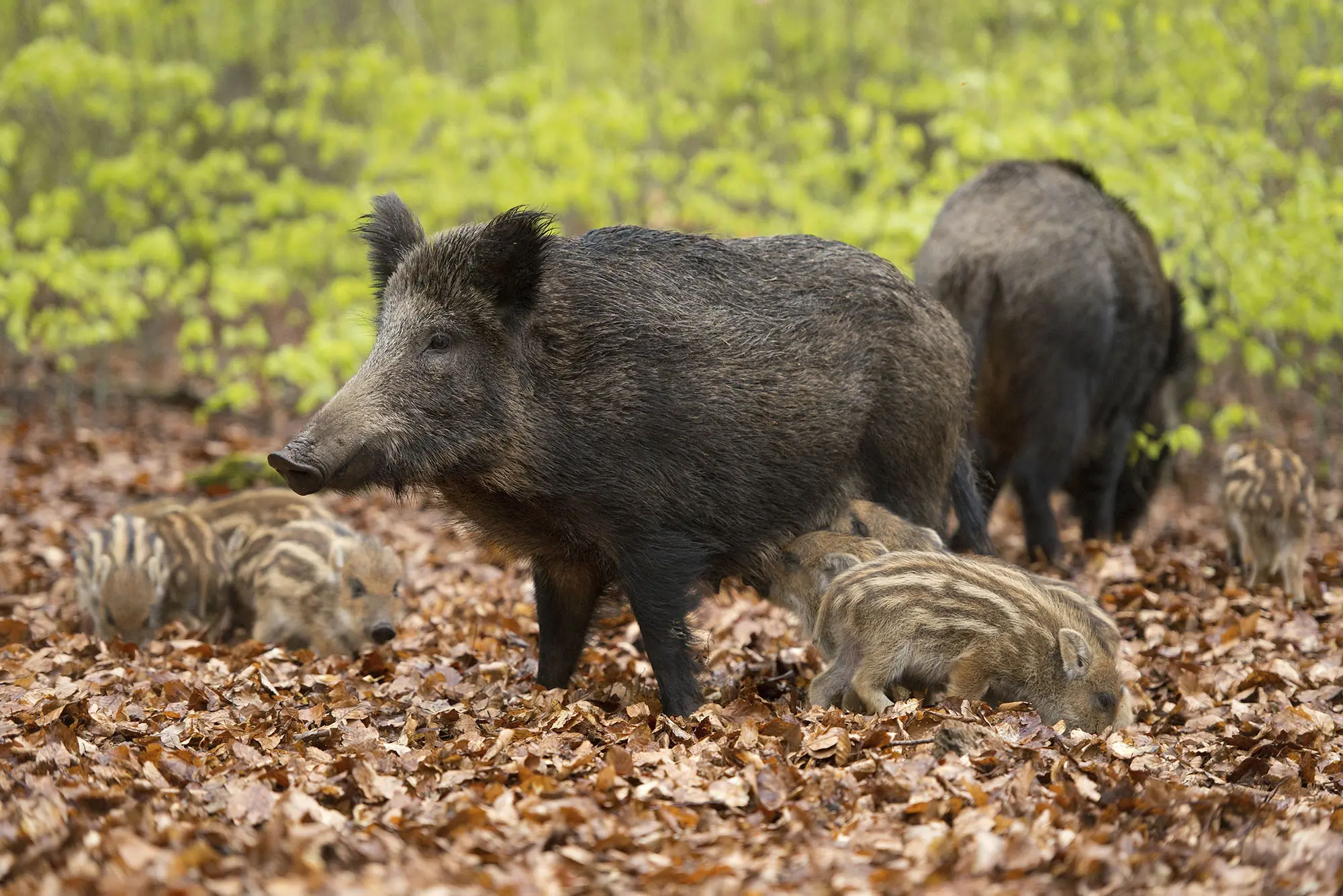 feral hogs