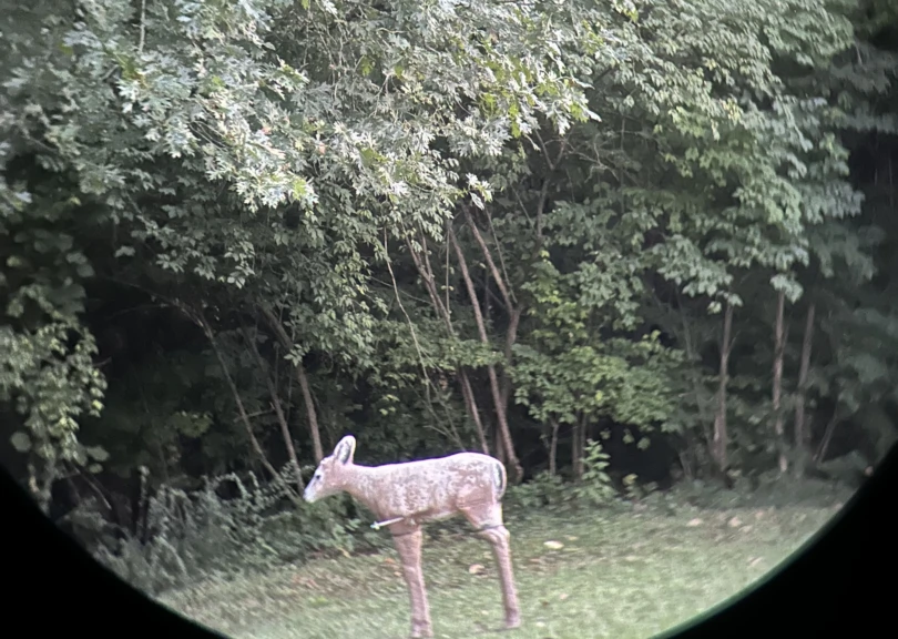 zeiss-sfl-light-810x576-1 A 3D deer visible through the ZEISS SFL 10X50 binoculars