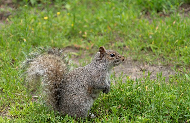 Eastern-Gray-Squirrel-