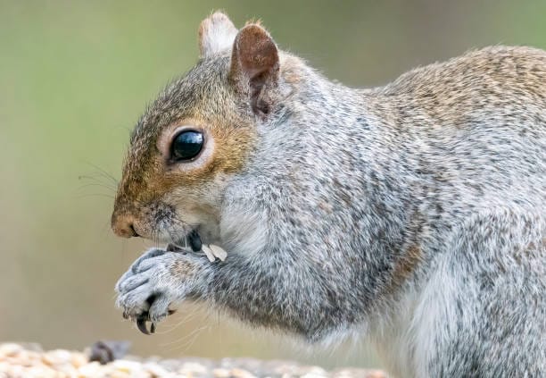 Eastern-Gray-Squirrel