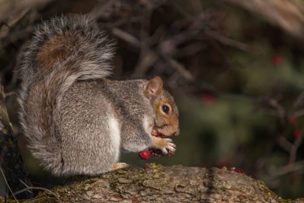 Eastern-Gray-Squirrel