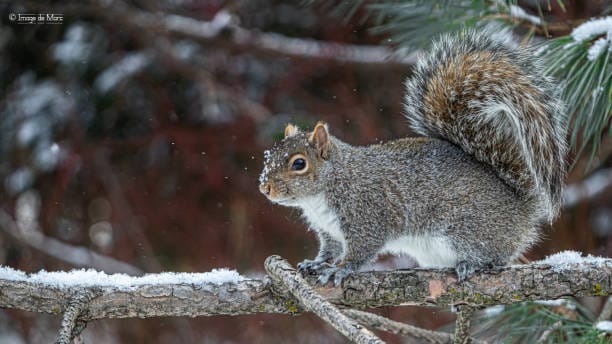 -Eastern-Gray-Squirrel