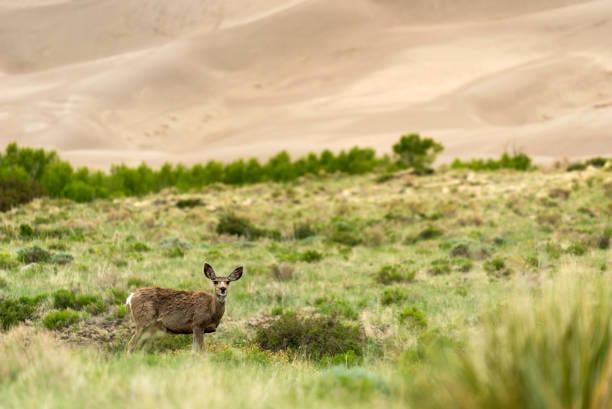 Mule-Deer-