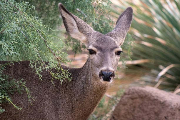 Mule-Deer