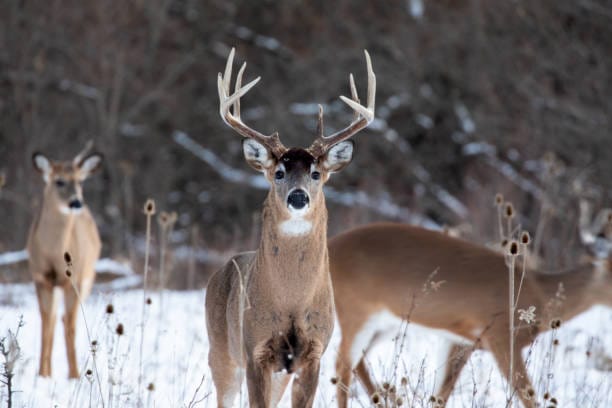 White-tailed-Deer-