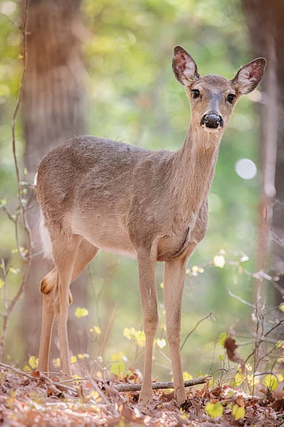 White-tailed-Deer