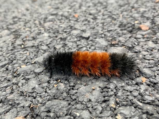 Woolly-Bear-Caterpillar