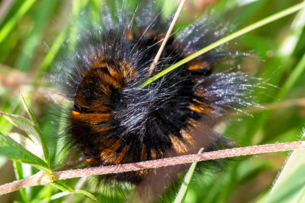 -Garden-Tiger-Moth-Caterpillar