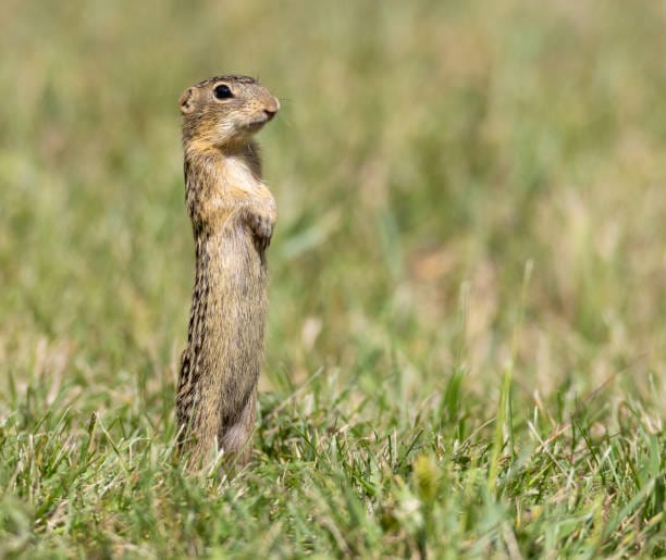 Thirteen‑lined-Ground-Squirrel