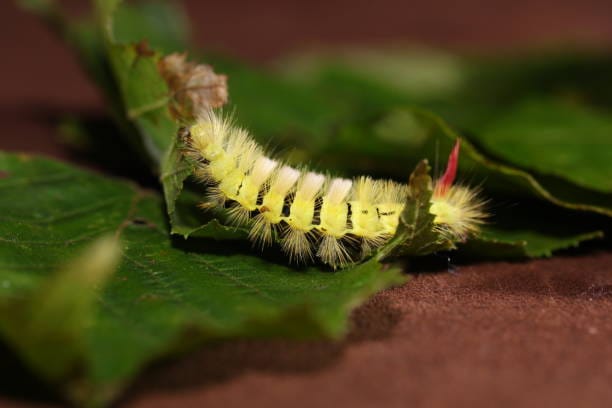 Tussock-Moth-Caterpillar