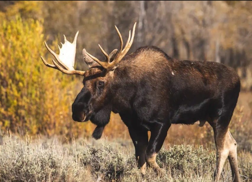11 Moose Facts About the Majestic Herbivorous Giant