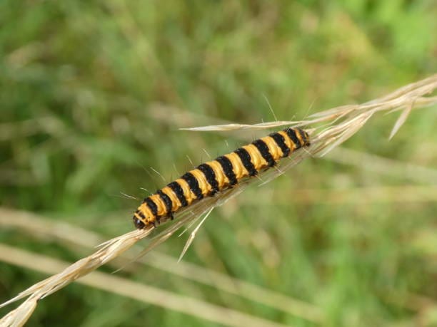 Cinnabar-Moth-Caterpillar