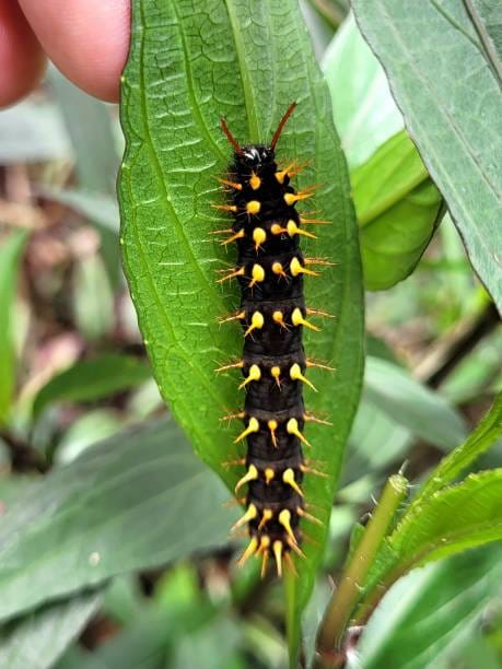 Citheronia-splendens-Caterpillar