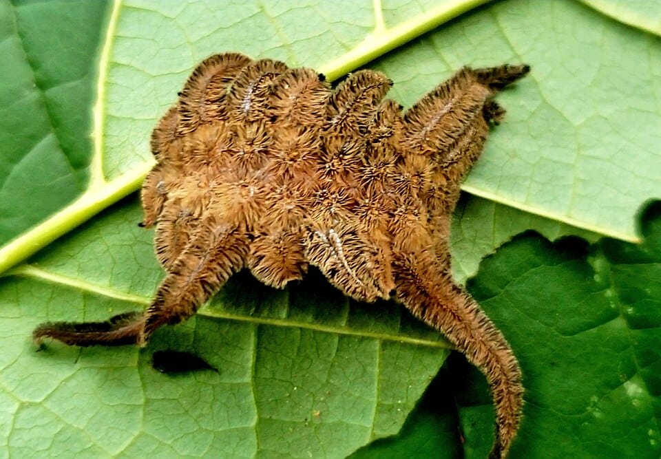 -Monkey-Slug-Caterpillar