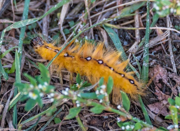 -Salt-Marsh-Caterpillar