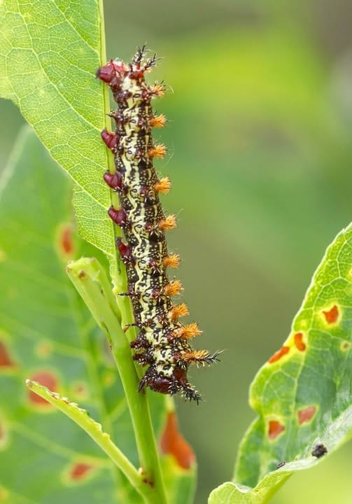 Tricolor-Buck-Moth-Caterpillar