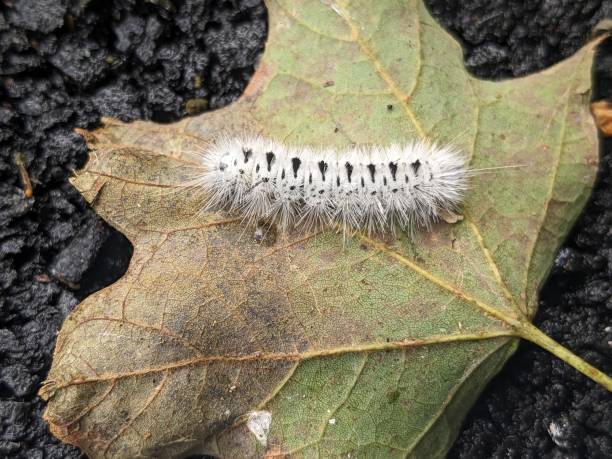 .-Hickory-Tussock-Moth-Caterpillar