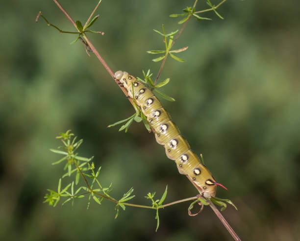 -Snowberry-Clearwing-Caterpillar