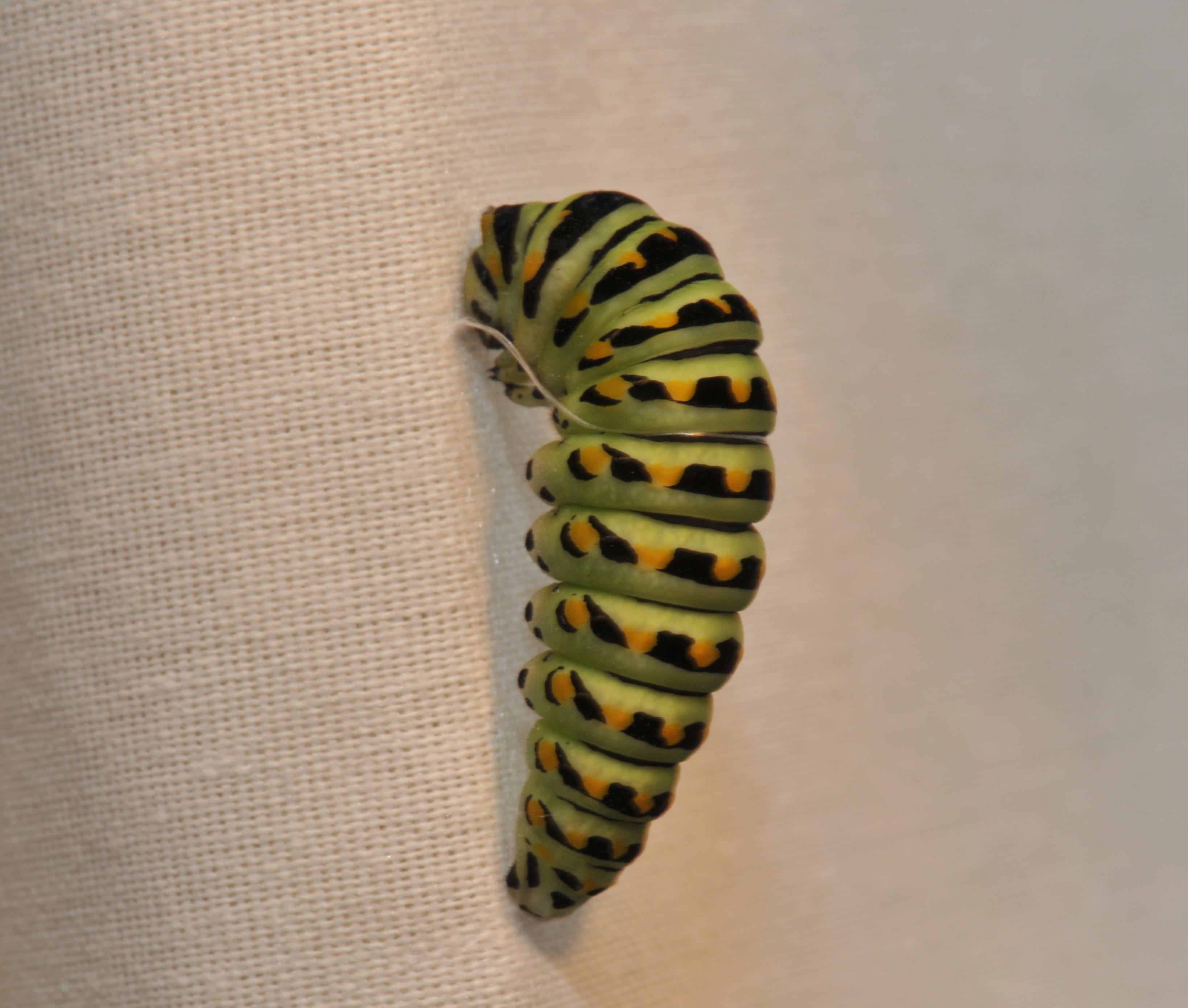 Black-Swallowtail-Caterpillar