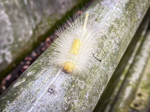-Yellow-Spotted-Tussock-Moth-Caterpillar
