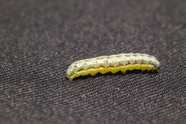 Beet-Armyworm-Caterpillar