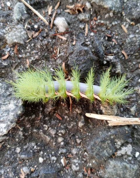 -Pale-Tussock-Moth-Caterpillar
