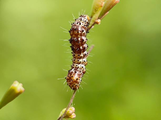 Dill-Moth-Caterpillar