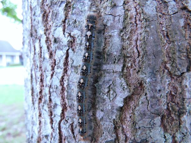 -Eastern-Tent-Caterpillar