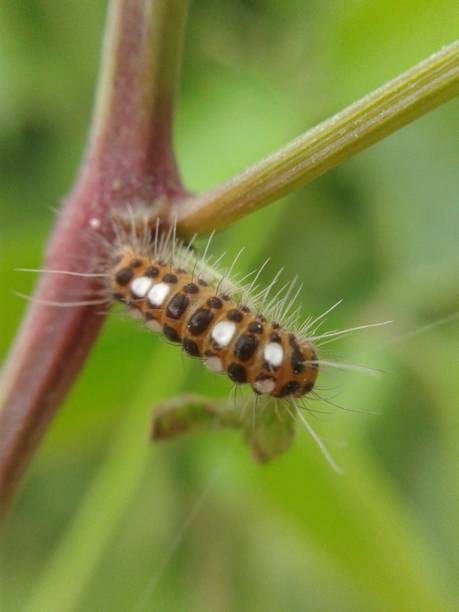 Garden-Webworm-Caterpillar