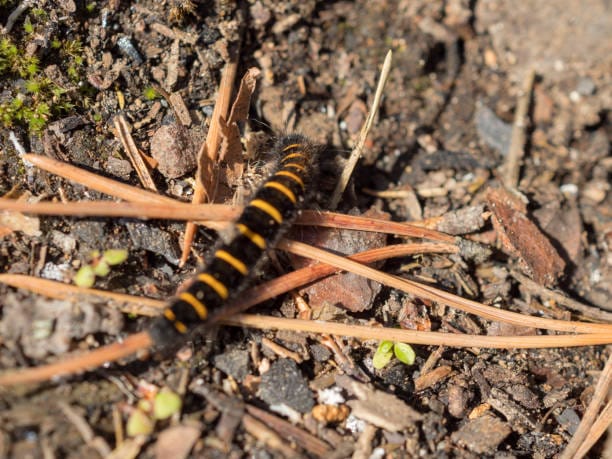 -Western-Tent-Caterpillar