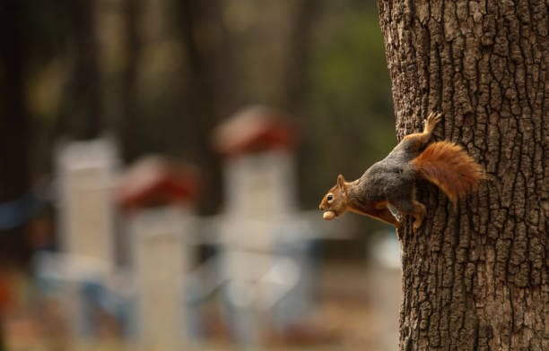 American-Red-Squirrel