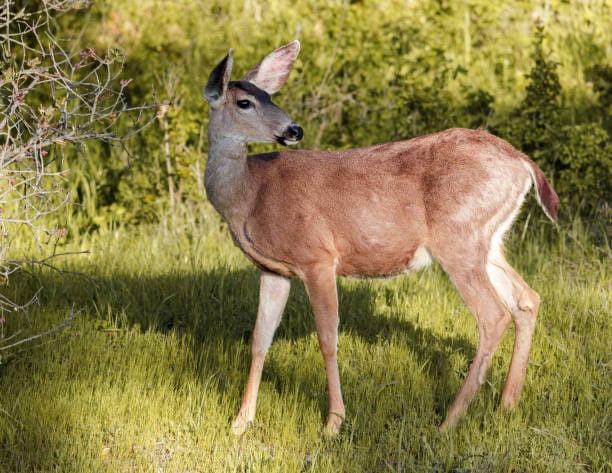 Columbian-Black-tailed-Deer