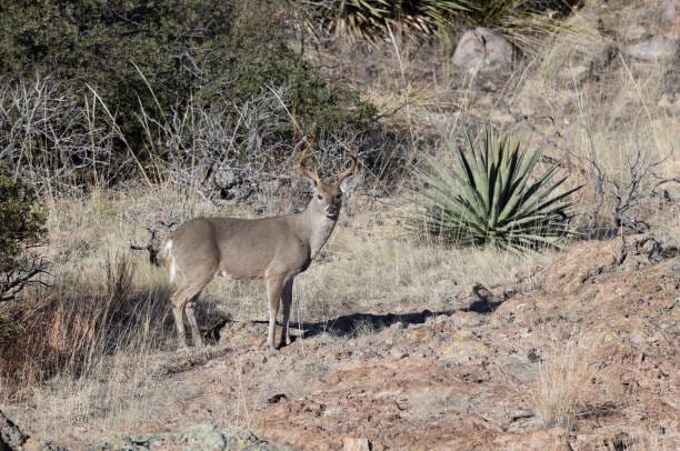 Coues-White-Tailed-Deer