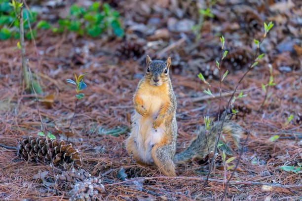 Eastern-Fox-Squirrel