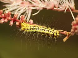 .-Mesquite-Stinger-Caterpillar