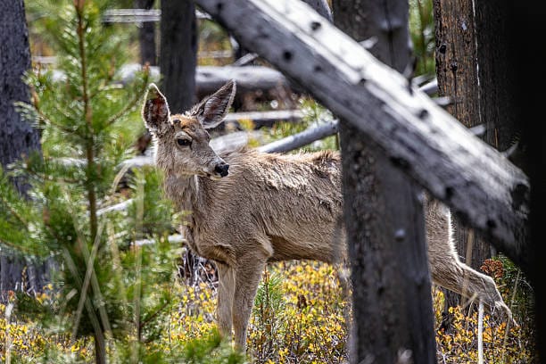 Mule-Deer-1